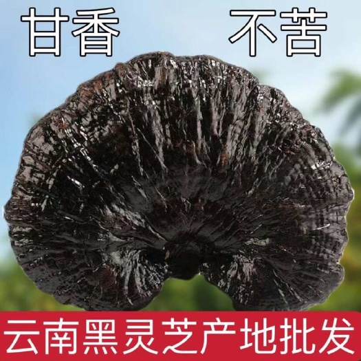 文山市云南黑灵芝紫灵芝黑林芝泡茶黑灵芝片