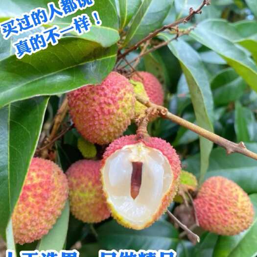 广州增城原产+正综妃子笑，个头偏大，皮色靓/鲜艳，小核率高！冷链