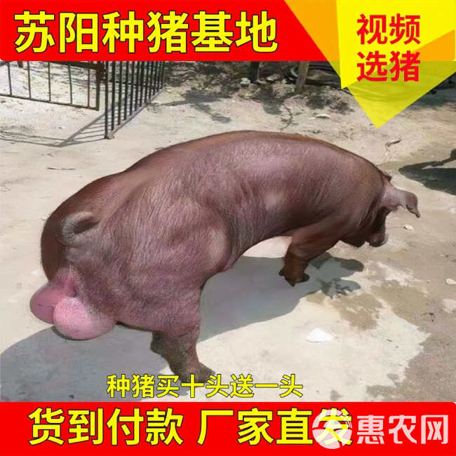 杜洛克猪，杜洛克公猪，黑杜洛克公猪，黑杜洛克母猪