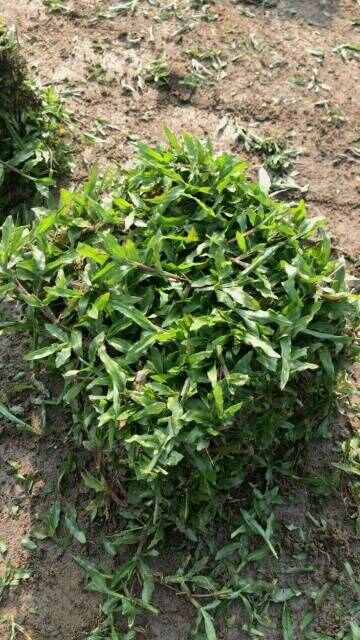 清远长期出售大叶油草，马尼拉草，草