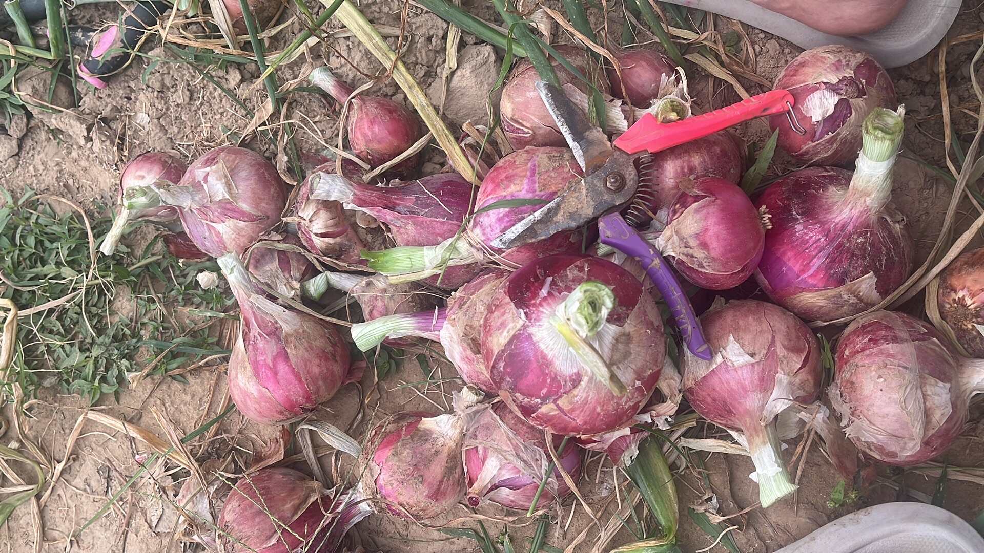 洋葱（价格可商议、约3—4万斤）