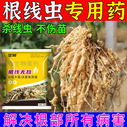 栾川县农用根结线虫淡紫紫孢菌根结根瘤杀菌根线灵地下根微生物菌剂