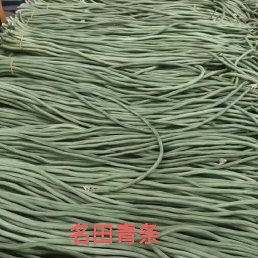 青豆角种子豇豆种子条长80-90抗病强 颜色绿产量高商品性好