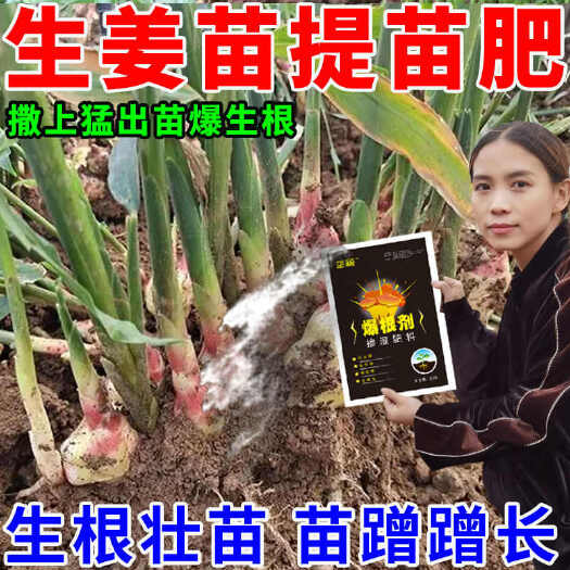 栾川县生姜催芽爆根拌种剂提高发芽壮苗促分杈防姜瘟杀菌姜种大姜生根剂
