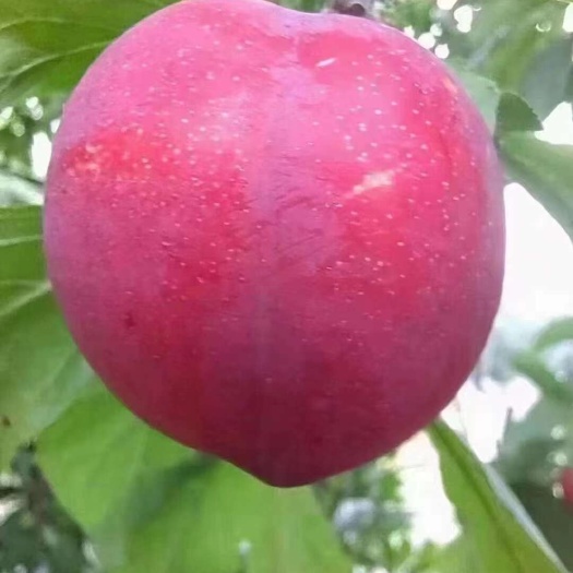 苏州东山李子