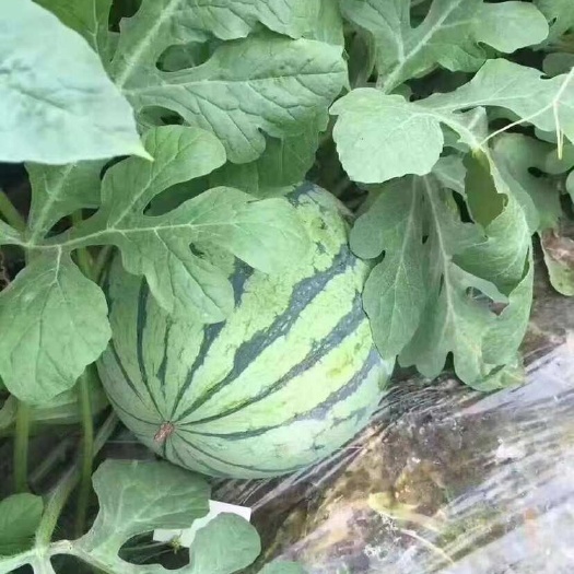 南昌进贤头茬西瓜批发
