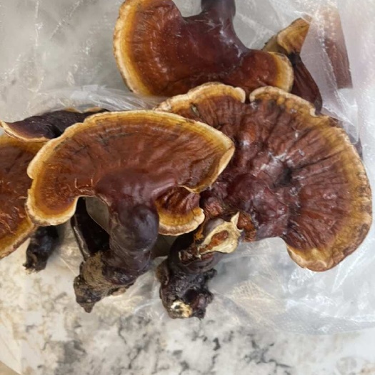 昆明西藏白灵芝