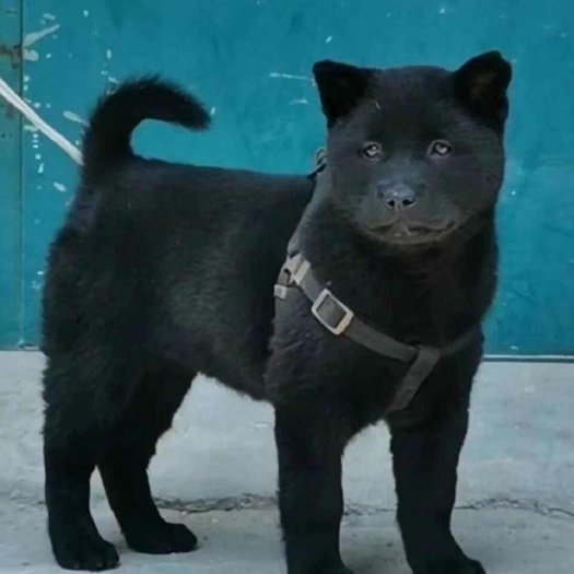 长沙精品纯种血统五黑犬 虎头猫耳大骨架疫苗驱虫已做健康狗狗