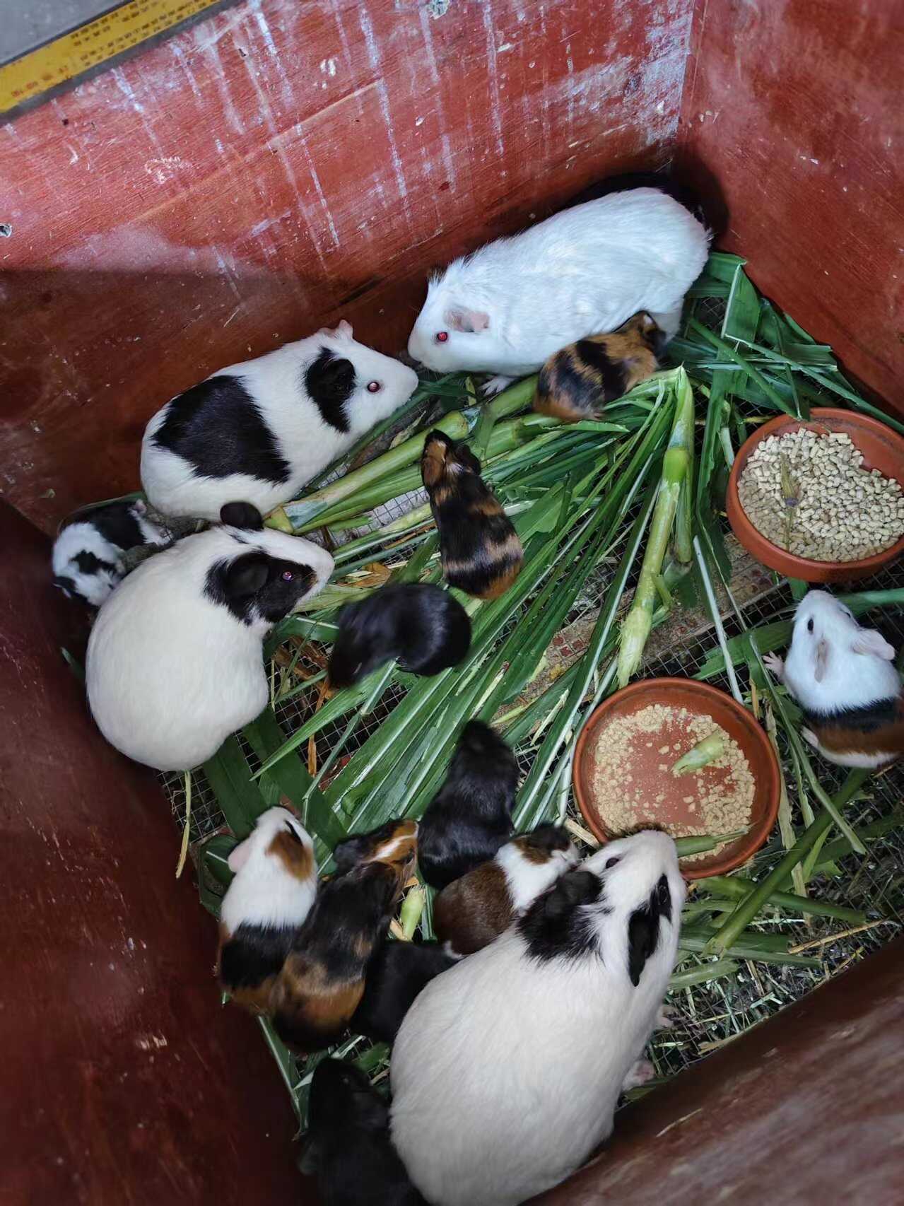 豚鼠荷兰鼠