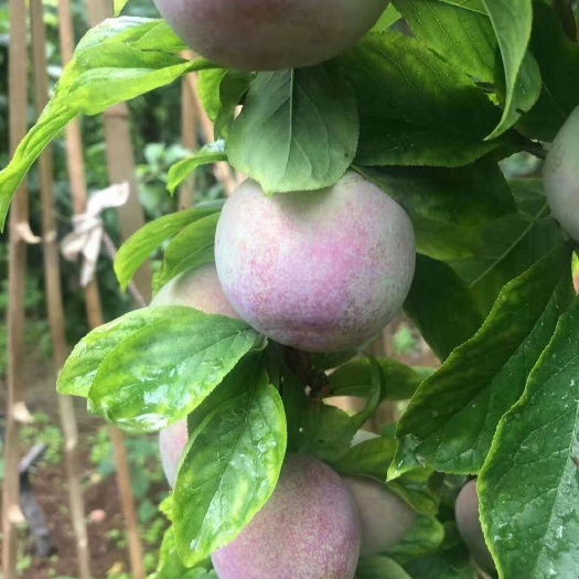 汉源县味帝