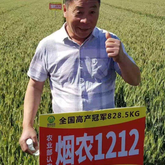 长沙烟农1212 丰德存麦20