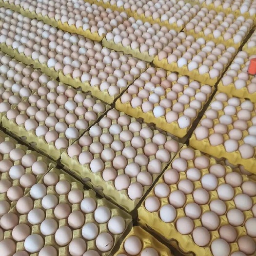 南阳精品土鸡蛋，鲜鸡蛋，货源充足，欢迎咨询购买