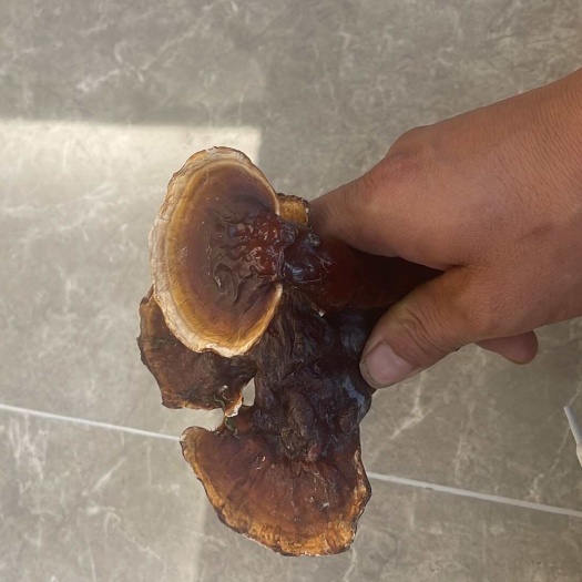 昆明白灵芝