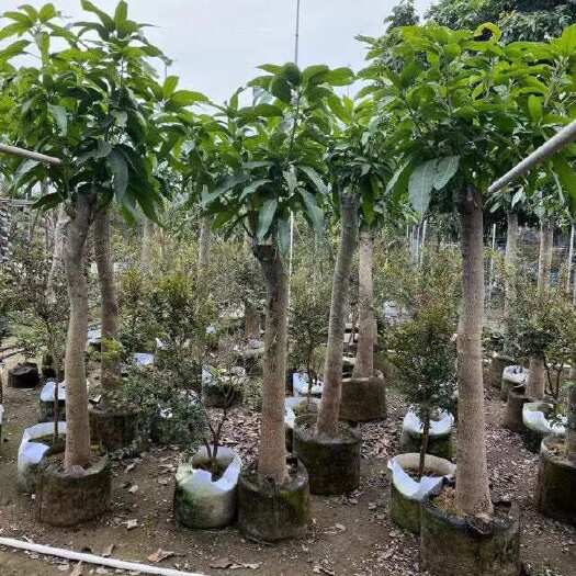 惠来县金煌芒果树5～10公分