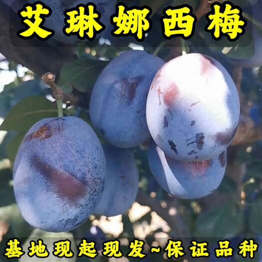 艾琳娜西梅李子苗（大果型西梅）基地直发 根系发达 成活率高