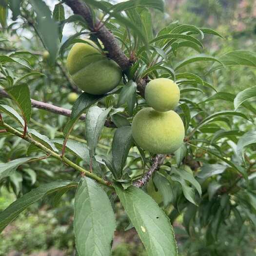 镇宁县六马镇蜂糖李