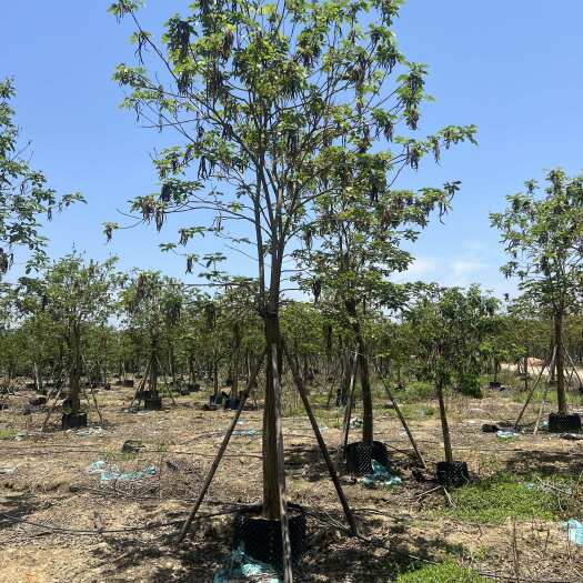 普宁市黄花风玲木10-12公分现货供应支持现场视频