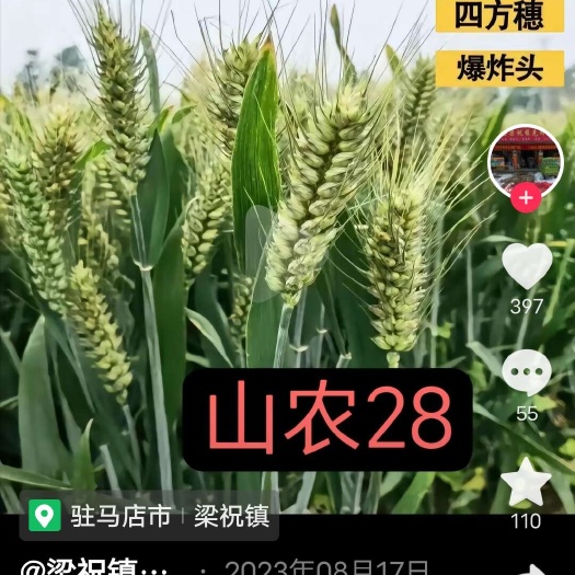长沙山农28亩产一千八