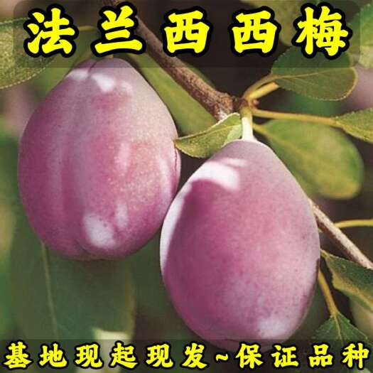 法兰西西梅苗 品种纯真 基地现起现发 根系发达 成活率高