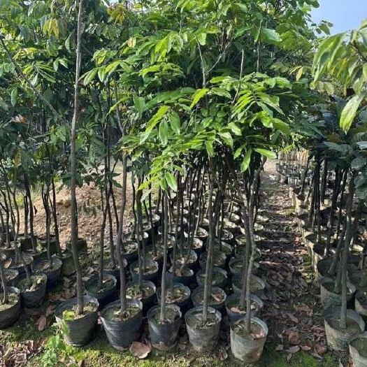 惠来县荔枝原生苗3～10公分/桂味荔枝苗/荔枝嫁接苗