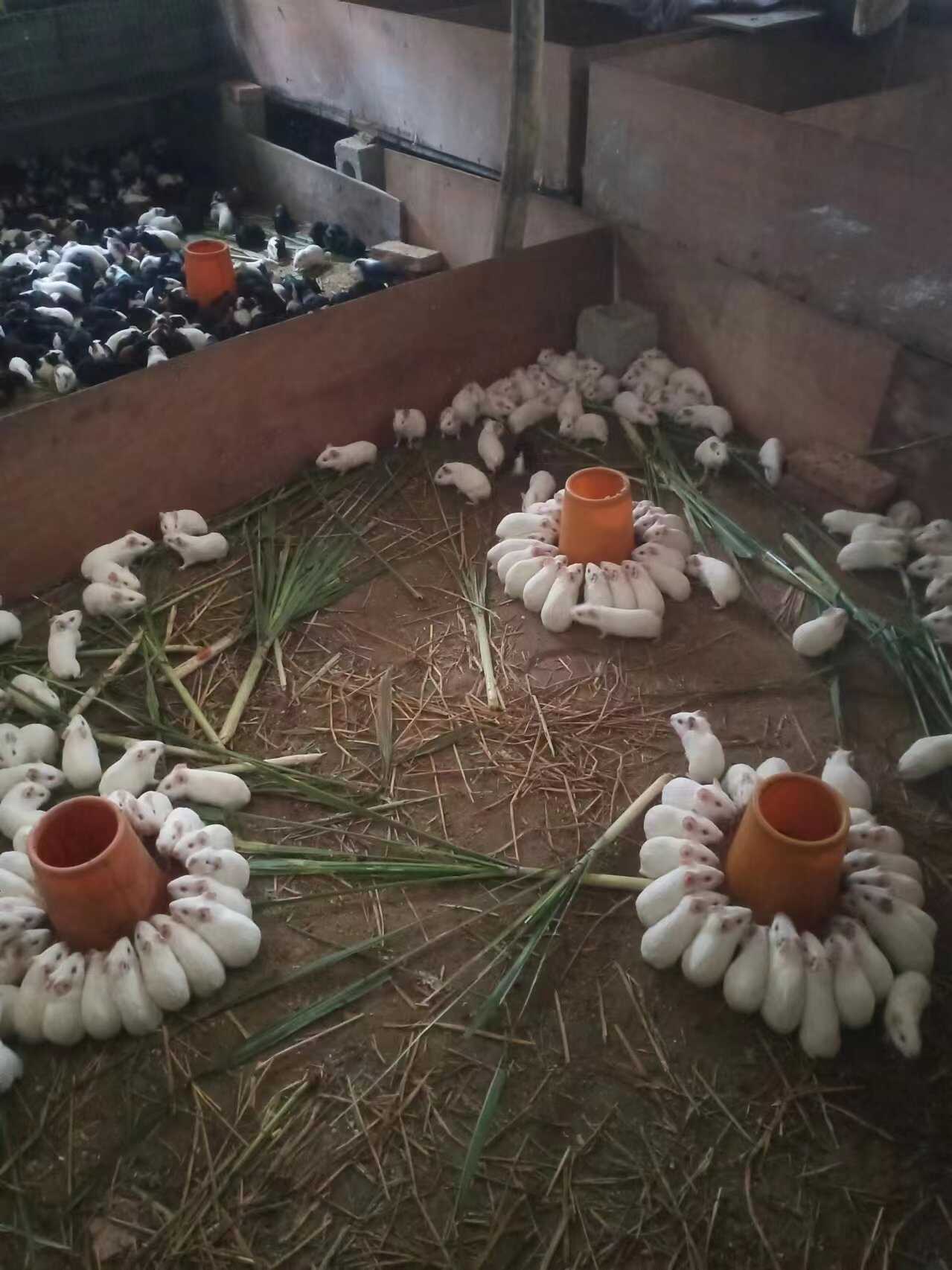 豚鼠荷兰鼠