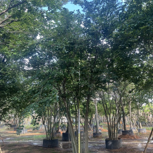 普宁市丛生朴树5-7杆 高度5-7米