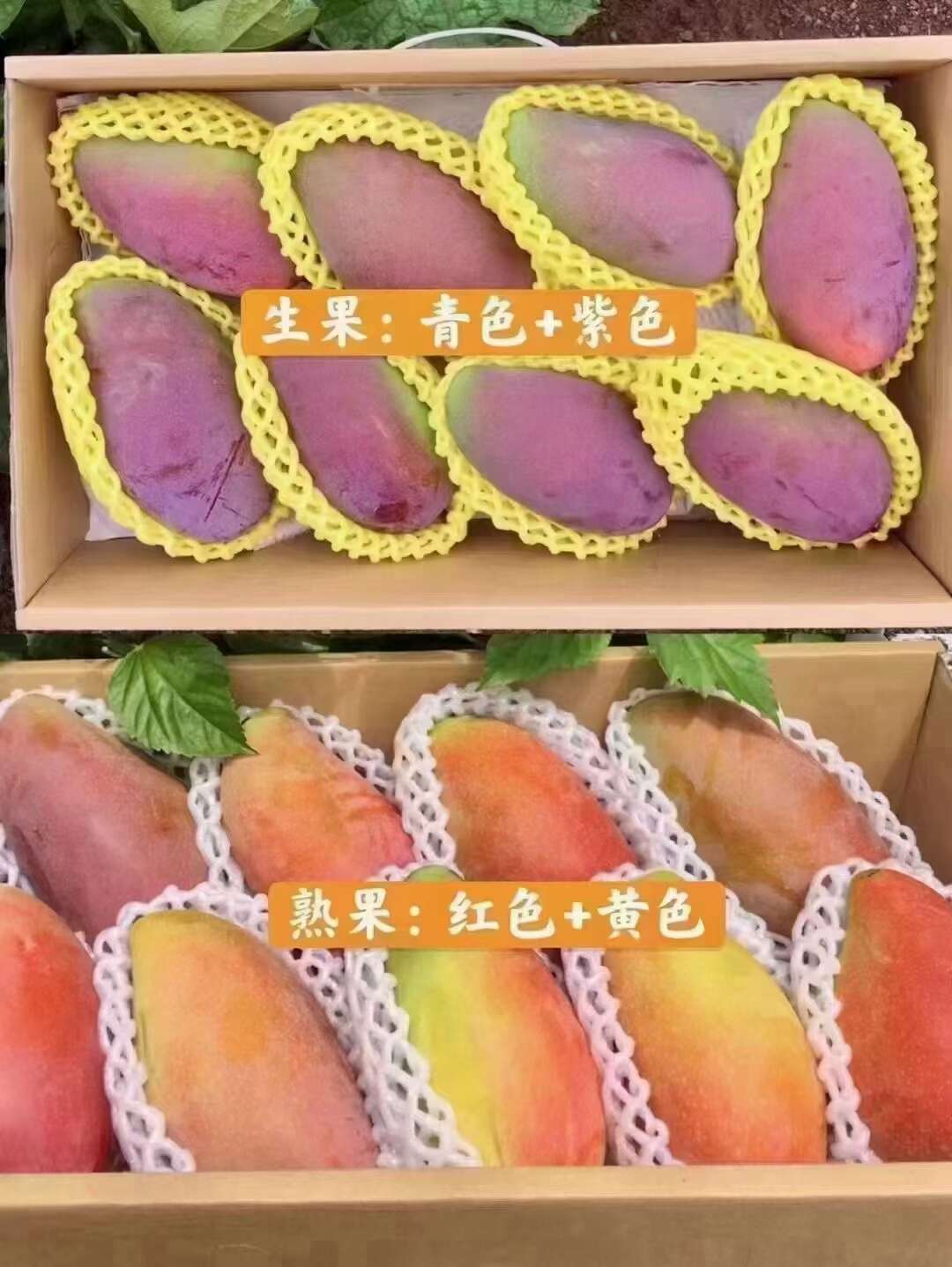 大貴妃芒