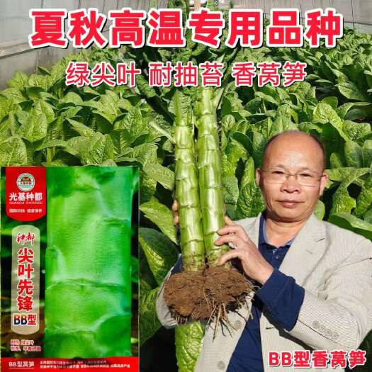 宿迁种都耐热莴笋种子 尖叶先锋BB型莴笋种子抗热耐高温香莴笋种子