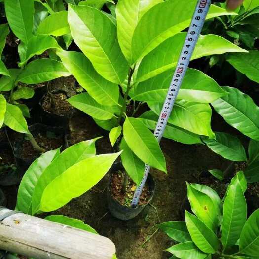 惠来县白玉兰苗20～2米高