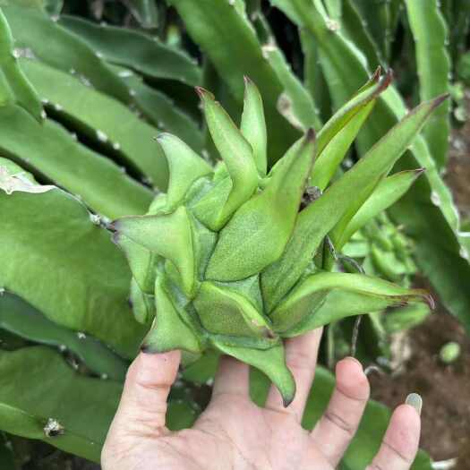 湛江037比率，需要的来联系。