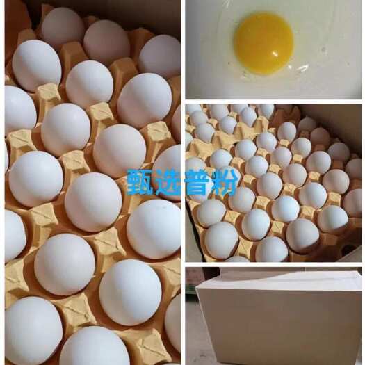 南阳精品土鸡蛋，鲜鸡蛋，货源充足，欢迎咨询狗仔