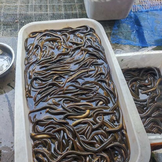 重庆市黄鳝