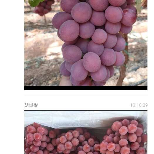 资中县云南元谋县红提