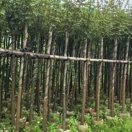 惠来县多花/少花黄花风铃木3～15公分 原生苗/骨架苗/养冠/截杆