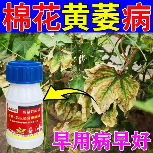 栾川县棉花病黄萎病专用药病全治立枯病根腐病叶斑病枯萎病黄叶病