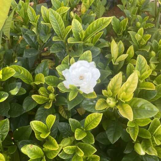 宜良县大叶栀子花