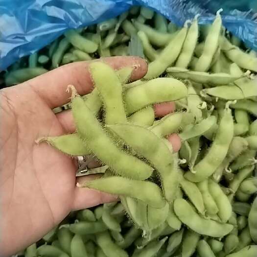 南通新鲜毛豆，早上现采，粒粒爆满