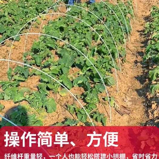 东莞市新型农用水果蔬菜大小拱棚支架保温育苗拱棚玻璃纤维杆拱棚支架