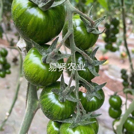 寿光市小番茄苗小西红柿苗迷彩番茄苗迷彩西红柿苗迷彩圣女果苗