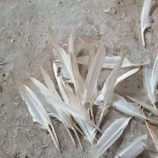 泰和县鸭毛毛杆