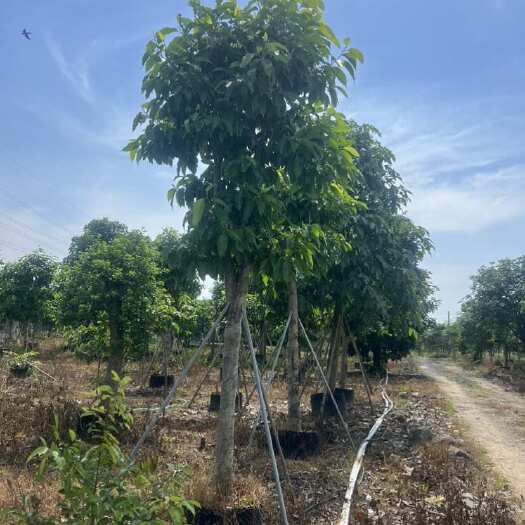 普宁市白玉兰规格齐全现货供应 支持现场视频，有技术支持放心选购