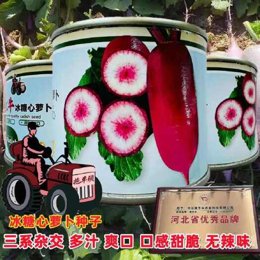 沭阳县蔬菜瓜果萝卜种子大全红心萝卜种籽红牛冰糖心萝卜种孑秋冬耐寒籽