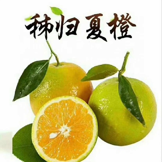 秭归县夏橙榨汁果