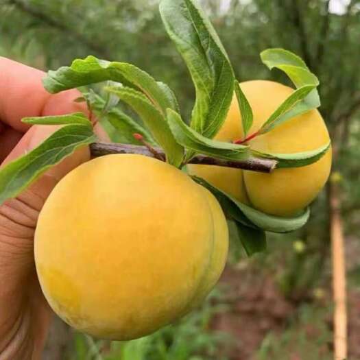 镇宁县贵州六马蜂糖李