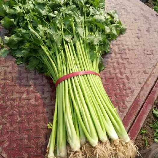 吴忠香芹