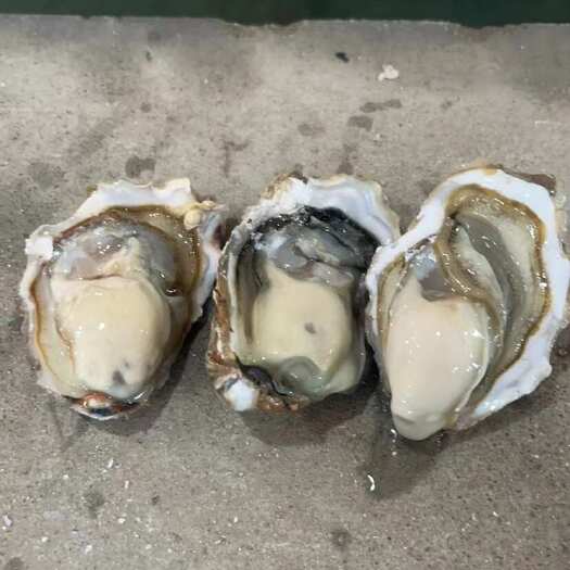 乳山市乳山生蚝，豆豆蚝