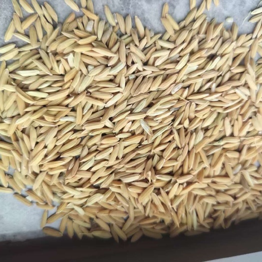 南充粮食烘干厂，每年供应小麦1500吨，玉米1500吨，稻谷