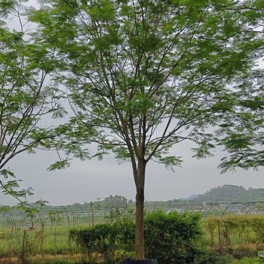 普宁市凤凰木。精品凤凰木15-18-20-25-30分大量供应