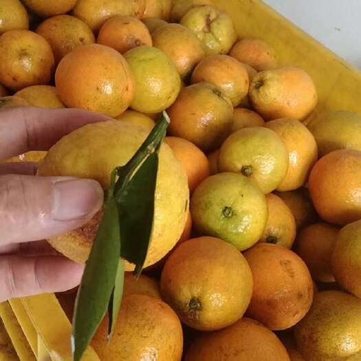 桂林夏橙