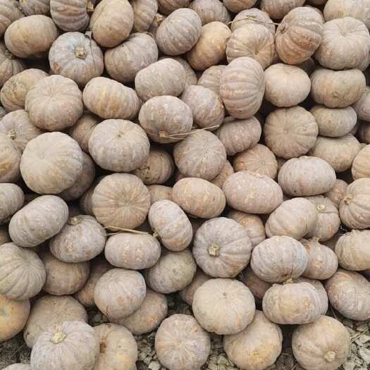 盘龙204磨盘南瓜，一手货源，基地直供，货走全国